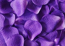 płatki kwiatów  PREV fioletowe (100 op.) - PROMOCJA